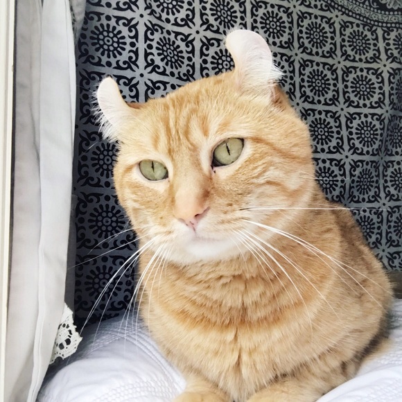 Meet the Posher Other - Meet your Posher, Alexis